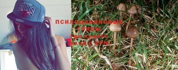 стаф Новозыбков